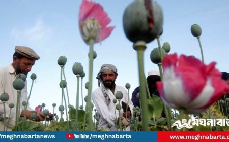 আফগানিস্তানে আফিম চাষে পতন, তবে বেড়েছে সিনথেটিক ড্রাগ উৎপাদন
