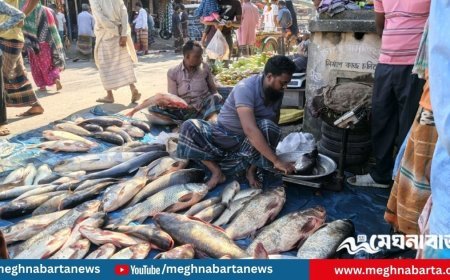 জমজমাট মাছের মেলায় রঙিন নবান্ন উৎসব, জমে উঠেছে পাঠানপাড়া বাজার