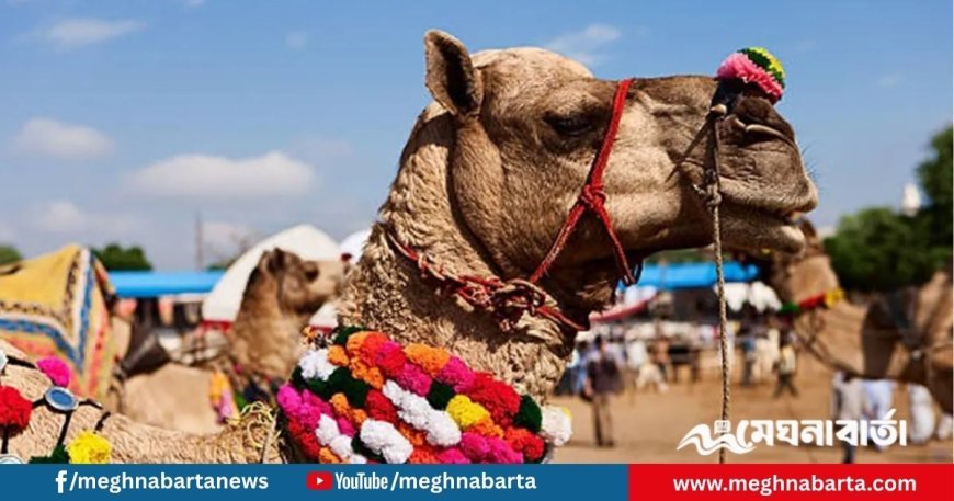 মরুভূমিতে ঐতিহ্যবাহী উটের মেলা, রাজস্থানে পর্যটকদের ঢল