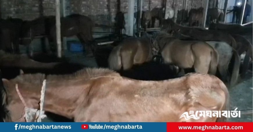 গাজীপুরে ফের ঘোড়ার ৫ মণ মাংসসহ জীবিত উদ্ধার ৩৭ ঘোড়া