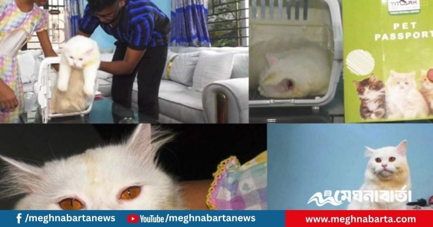 পাসপোর্ট নিয়ে মুন্সীগঞ্জ থেকে পরিবারের সঙ্গে বিড়াল গেল ইতালি