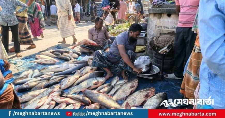 জমজমাট মাছের মেলায় রঙিন নবান্ন উৎসব, জমে উঠেছে পাঠানপাড়া বাজার
