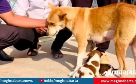 সন্তানহারা সেই মা কুকুর পেল নতুন ২ ছানা