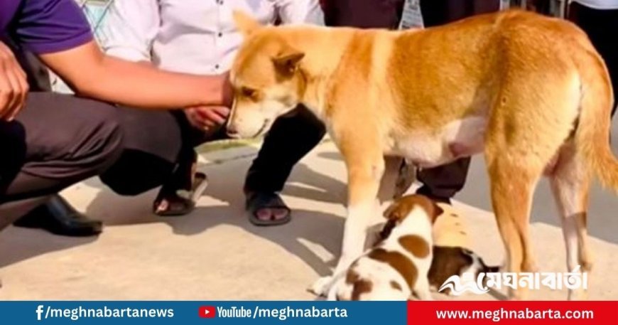 সন্তানহারা সেই মা কুকুর পেল নতুন ২ ছানা
