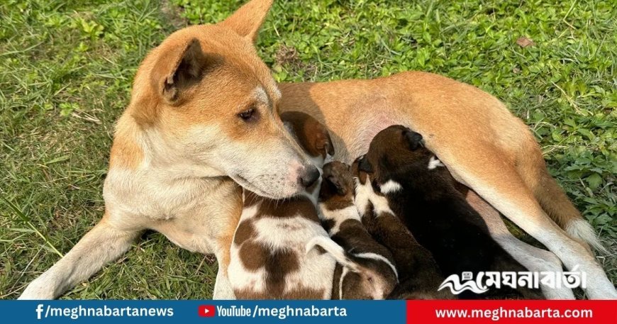 সন্তানহারা মা কুকুর পেল নতুন ৪ ছানা, আদর-যত্নে কাটছে সময়